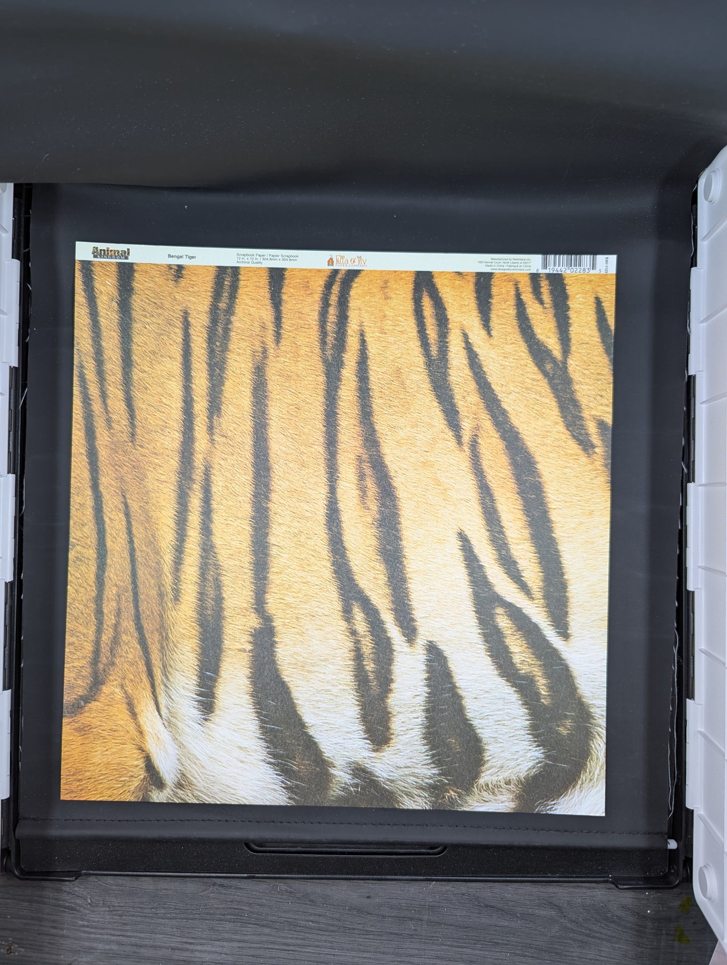 Bengal tiger 12x12