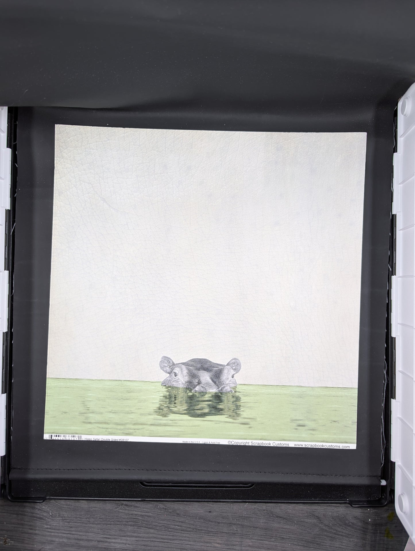 Hippo safari