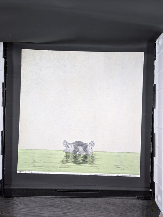 Hippo safari